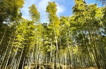 Private Fushimi Red Gates & Secret Bamboo Mountain Trekking Tour
