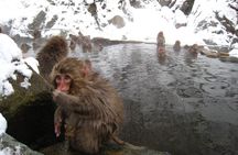 Snow Monkey & Shibu Onsen Afternoon Tour (Depart: Iiyama & Nozwa)