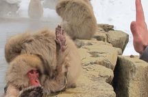 Snow Monkey & Shibu Onsen Afternoon Tour (Depart: Iiyama & Nozwa)