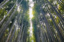 Traversing Kyoto's Scenic West - Arashiyama to Kinkakuji