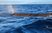 Whale Dream ltd - Whales watching and swim with dolphins 