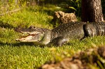 Everglades Airboat Adventure with Hotel Transport from Miami 
