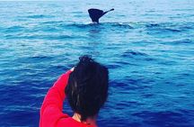 Whale Dream ltd - Whales watching and swim with dolphins 