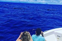Whale Dream ltd - Whales watching and swim with dolphins 