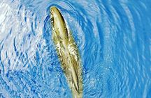 Whale Dream ltd - Whales watching and swim with dolphins 