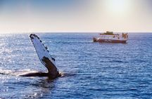 Bay Trip and the Arch of Cabo San Lucas 