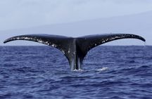 6 Hour Private Charter in Kona