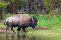 The Best of Yellowstone - Nat'l Park Day Tour From Cody - Private