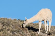 Discover Villavicencio Natural Reserve: Half-Day Adventure