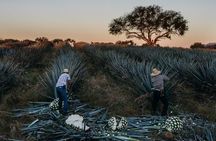 Private Experience of Tequila Town from Jalisco