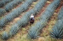 Private Experience of Tequila Town from Jalisco