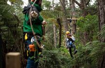 Adventurous Zipline Tour in Coromandel 