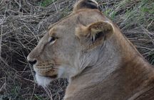 The Best and Most Affordable 4-Day Tanzania Budget Private Safari