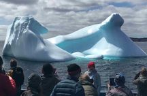 Birds and Bergs in Newfoundland