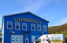 Birds and Bergs in Newfoundland