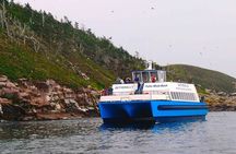 Birds and Bergs in Newfoundland