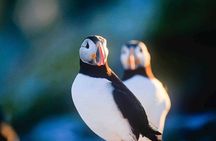 Birds and Bergs in Newfoundland