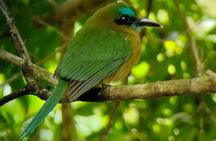 Searching for Peressos in Fortune