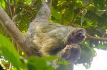 Searching for Peressos in Fortune