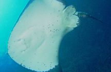 Cathedral Cove Marine Reserve - Specialised Boat Snorkeling