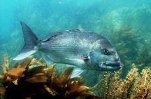 Cathedral Cove Marine Reserve - Specialised Boat Snorkeling