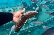 Snorkel boat trip: Sunken ship, old dutch fort & spanish bay