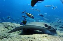 Scuba Adventure – 2 Guided Dives from Our Boat in Tenerife