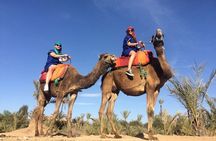 1 hour Shared Camel Ride in Palmeraie