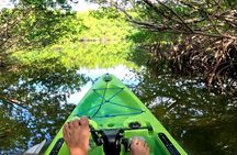 Pedal Kayak Mangrove Tunnel Tour in Bradenton
