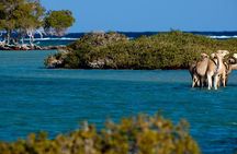 Discover Hamata Island With Snorkeling