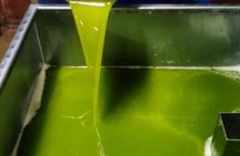 Tarragona: History & Olive Oil tasting from Barcelona