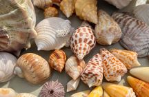 Private Barrier Island Shelling Tour