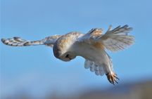 Guided Tour of Aillwee Cave and Visit to the Birds of Prey Centre
