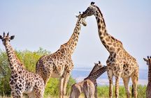 Nairobi National park And Giraffe Center: Free Wi-Fi Connection