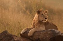 Full Day Kruger National Park Tour