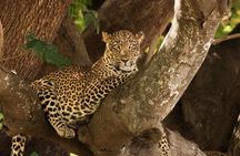 Full Day Kruger National Park Tour