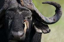 Full Day Kruger National Park Tour