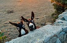 Mykonos Safari Island Tour - According To The Locals