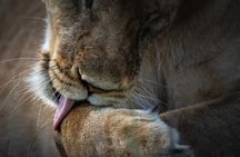 4 Day Private Wilderness Safari in Arusha