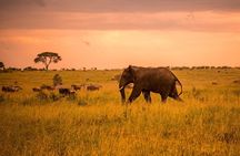 4 Day Private Wilderness Safari in Arusha