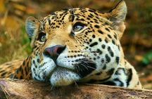 2 Days Luxury Safari Tour in Tarangire & Ngorongoro