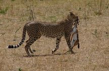 Private Day Trip to Arusha National Park