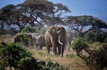 3 Days Midrange Safari At Serengeti and Ngorongoro