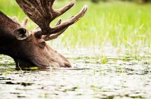 Guided Tours Algonquin Park