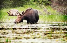 Guided Tours Algonquin Park