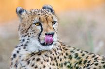 3 Days Ngorongoro Safari