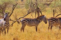 3 Days Midrange Safari At Serengeti and Ngorongoro