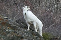 Escaping Anchorage Spring Wildlife Tour