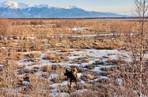 Escaping Anchorage Spring Wildlife Tour