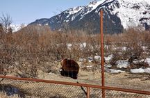 Escaping Anchorage Spring Wildlife Tour